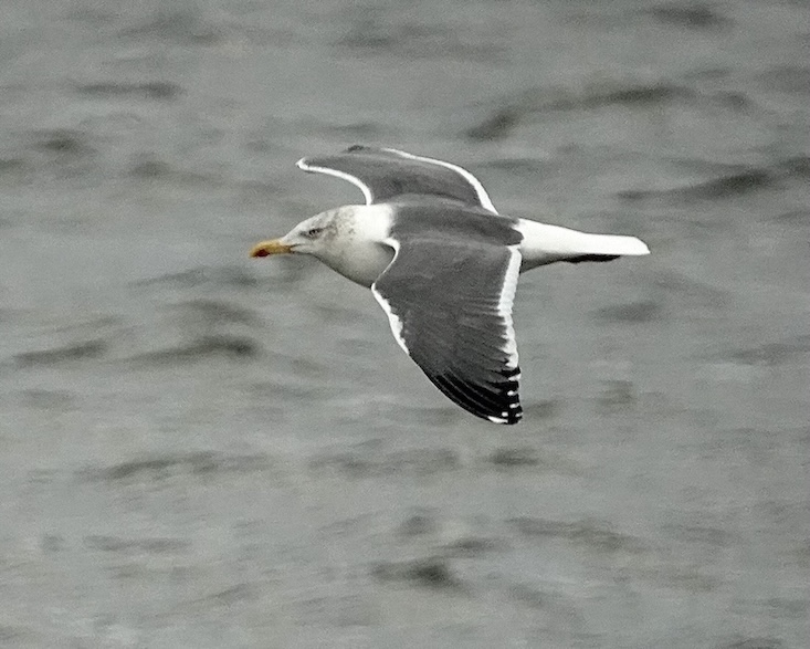 lesser black-backed gull